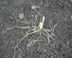 산양삼 파삼 30뿌리 내외