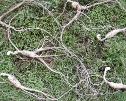 12년근 산양삼 5뿌리