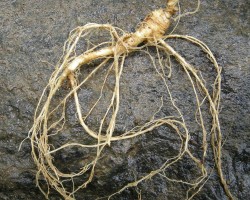 7년근 산양삼 11뿌리