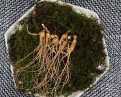 6년근 산양삼 33뿌리